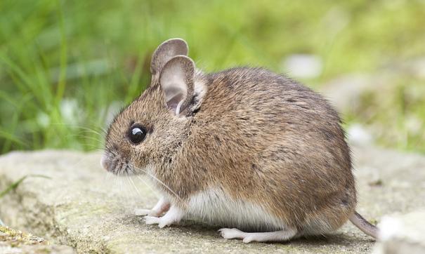 Информация о грызунах