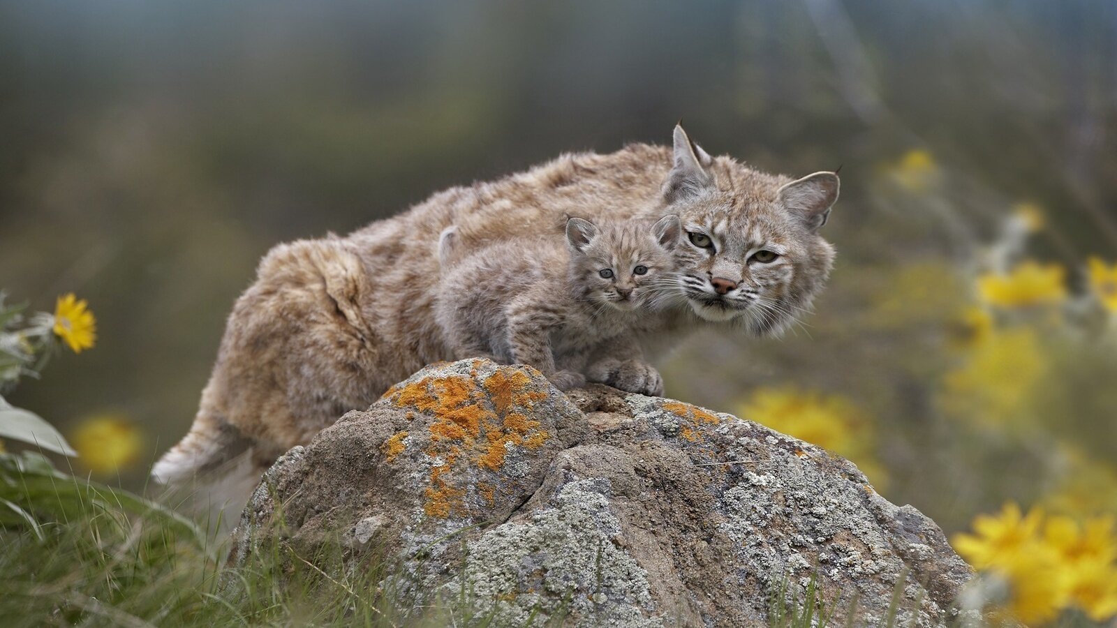 кошки тоже разные