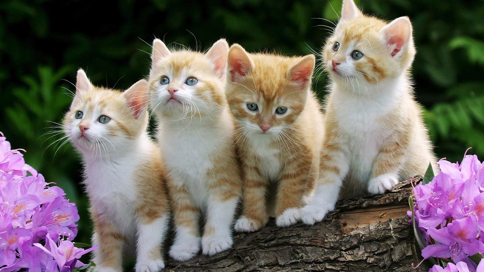 рыжие котики